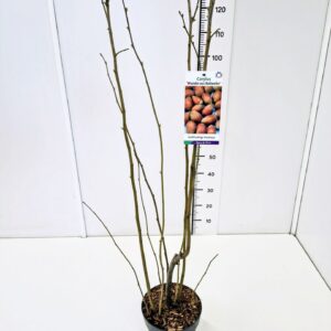 Corylus Corylus maxima 'Wunder aus Bollweiler' 80-100C5
(1 Plants/Order)(23cmP 100cmH)