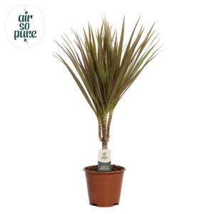 Dracaena Bicolor Dracaena Bicolor p14
(8 Plants/Order)(14cmP 55cmH)