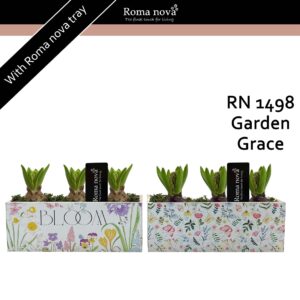 Hyacinthus Arrangement 1498 - Garden Grace (Hyacint)
(6 Plants/Order)(23cmP 18cmH)