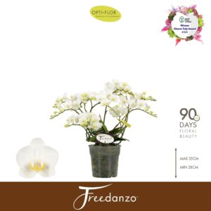 Phalaenopsis Multiflora Freedanzo Dove >4/6 spike
(6 Plants/Order)(12cmP 40cmH)