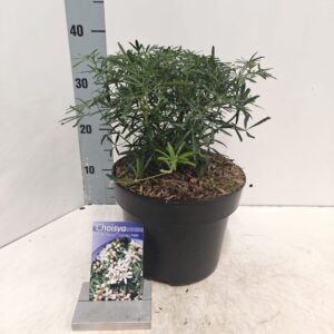 Choisya ternata Choisya White Dazzler ('Londaz'PBR)
(1 Plants/Order)(23cmP 35cmH)