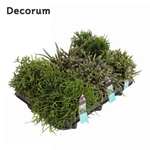 Rhipsalis mix Rhipsalis mixed 12 cm Decorum
(6 Plants/Order)(12cmP 20cmH)