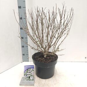 Caryopteris Caryopteris Stephi ('Lissteph'PBR)
(1 Plants/Order)(23cmP 50cmH)