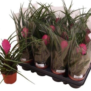 Tillandsia cyanea Cyanea 9cm
(20 Plants/Order)(9cmP 30cmH)