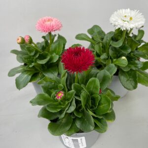 Bellis Bellis Roggli Mixkar p9
(24 Plants/Order)(9cmP 20cmH)