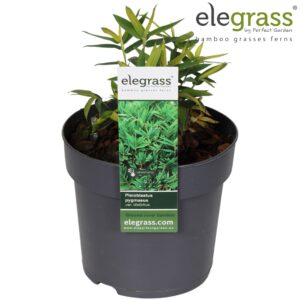 Pleioblastus pygmaeus distichus Pleioblastus pygmaeus 'Distichus' P14
(8 Plants/Order)(14cmP 40cmH)