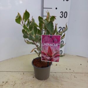 Cornus alba Cornus alba Miracle ('Verpaalen2'PBR)
(10 Plants/Order)(12cmP 25cmH)