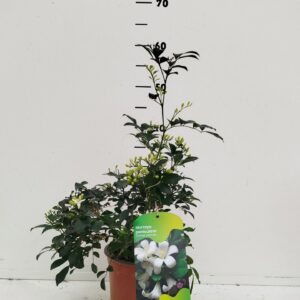 Murraya paniculata Murraya paniculta
(1 Plants/Order)(17cmP 20cmH)