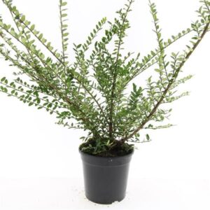 Lonicera Elegant Lonicera nit. 'Elegant'
(8 Plants/Order)(14cmP 10cmH)