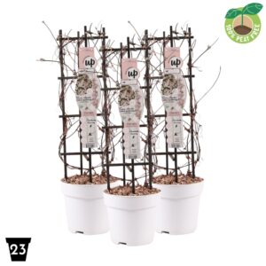 Clematis alpina Clematis montana 'Fenne', P23 op Rack
(1 Plants/Order)(23cmP 90cmH)