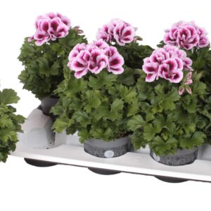 Pelargonium Pelargonium Grandifloru Pelg. Bella Donna Paars-Wit 12cm
(8 Plants/Order)(12cmP 28cmH)