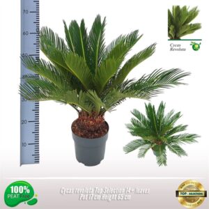 Cycas revoluta Cycas Revoluta Top Selection
(6 Plants/Order)(17cmP 65cmH)
