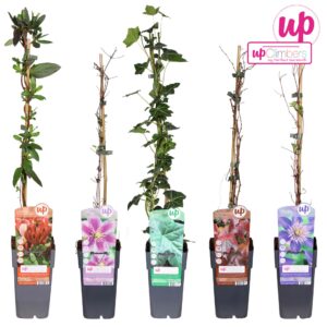 Klimplanten Klimplanten mix tray compleet P15
(10 Plants/Order)(15cmP 65cmH)
