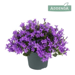 Campanula por Ambella Intense Purpl Campanula Ambella® Intens Purple
(5 Plants/Order)(15cmP 30cmH)