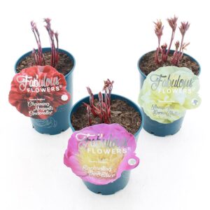 Paeonia Paeonia lactiflora Fabulous Flowers® mix C7 (21cm.)
(9 Plants/Order)(21cmP 30cmH)