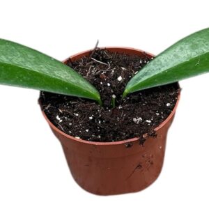 Hoya hoya black dragon
(8 Plants/Order)(10.5cmP 15cmH)