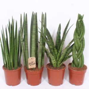 Sansevieria Cylindrica Sansevieria Luxe mix
(1 Plants/Order)(17cmP 70cmH)