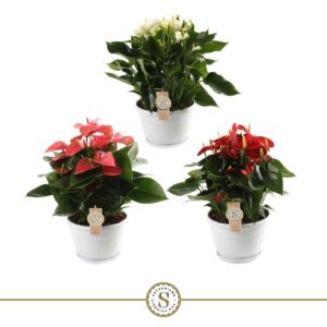 Anthurium mixed 3 c Schaal Napoli 20cm Top mix
(1 Plants/Order)(20cmP 45cmH)