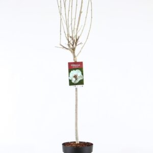 Hibiscus syriacus Speciosus Hibiscus syr. 'Speciosus' stam 60
(1 Plants/Order)(21cmP 105cmH)