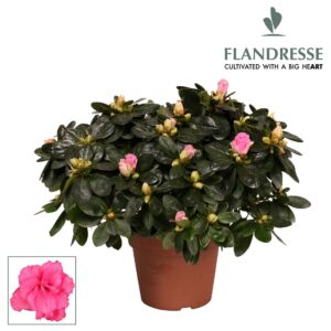 Rhododendron Azalea Flandresse® 'roze' 30 - 32 cm
(6 Plants/Order)(14cmP 30cmH)
