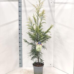 Cryptomeria Cryptomeria j. ‘Hongarian Gold’
(1 Plants/Order)(23cmP 120cmH)