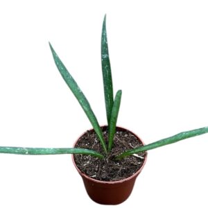 Hoya Hoya Mirabilis
(20 Plants/Order)(6cmP 8cmH)