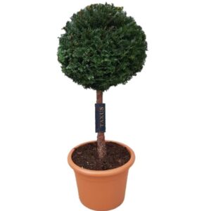 Taxus baccata Taxus baccata ball p28 (th) stam 50 Ø35-+ ©
(1 Plants/Order)(28cmP 80cmH)
