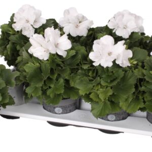 Pelargonium Pelargonium Grandifloru Pelg. Don Blanco 12cm
(8 Plants/Order)(12cmP 28cmH)