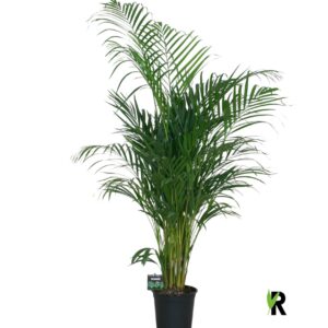 Chrysalidocarpus Dypsis lutescens
(1 Plants/Order)(21cmP 130cmH)