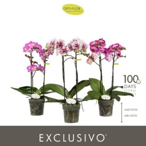 Phalaenopsis Multiflora Exclusivo mix 2 spike
(12 Plants/Order)(12cmP 45cmH)