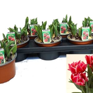 Tulipa other Dubble red met White rand
(6 Plants/Order)(14cmP 16cmH)