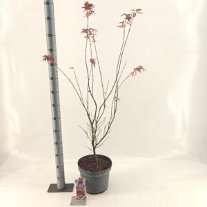 Acer palmatum Red Pygmy Acer pal. 'Red Pygmy'
(1 Plants/Order)(29cmP 100cmH)