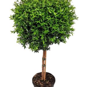 Myrtus communis Stem 1091
(6 Plants/Order)(17cmP 65cmH)