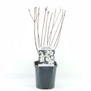 Philadelphus purpureo-maculatus Be Philadelphus Belle Etoile
(6 Plants/Order)(17cmP 40cmH)