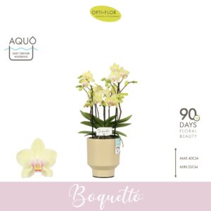 Phalaenopsis Multiflora Boquetto Sensation 3-5 spike in Emilia Sand Aquo
(6 Plants/Order)(12cmP 35cmH)