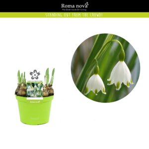 Narcissus Leucojum 12cm
(10 Plants/Order)(12cmP 14cmH)