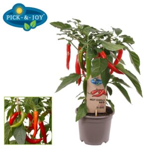 Peper PICK-&-JOY® Hot Chili Red
(6 Plants/Order)(14cmP 45cmH)