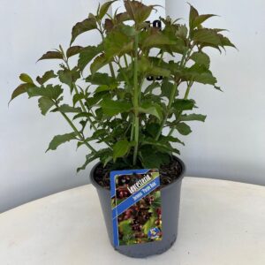 Leycesteria formosa Leycesteria formosa 'Purlpe Rain'
(1 Plants/Order)(19cmP 40cmH)