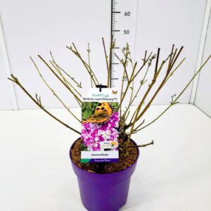 Buddleja Buddleja dav. 'Berries and Cream' C3
(1 Plants/Order)(19cmP 50cmH)