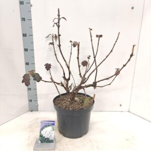 Hydrangea quercifolia Snow Queen Hydrangea quercifolia 'Snow Queen'
(1 Plants/Order)(26cmP 80cmH)