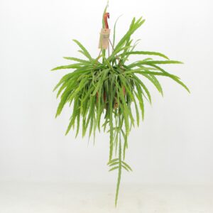 Lepismium bolivianum Lepismium Bolivianum ‘Liana’
(3 Plants/Order)(21cmP 40cmH)