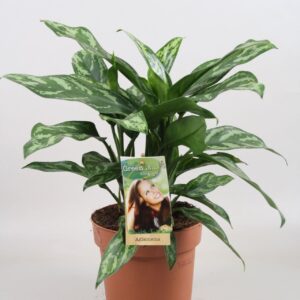 Aglaonema Maria Aglaonema Maria
(1 Plants/Order)(17cmP 40cmH)