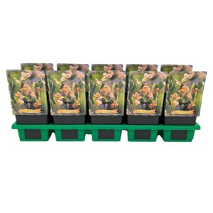 Epimedium pubigerum Epimedium pubigerum 'Orangekönigin' P11
(10 Plants/Order)(11cmP 25cmH)