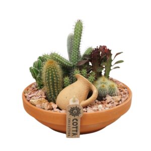 Arrangement Cactus Cactus Arrangement in 24 cm 'Terracotta Schaal'
(2 Plants/Order)(24cmP 21cmH)