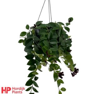 Aeschynanthus Mona Lisa Aeschynanthus 'Mona Lisa'; flowering
(7 Plants/Order)(15cmP 40cmH)