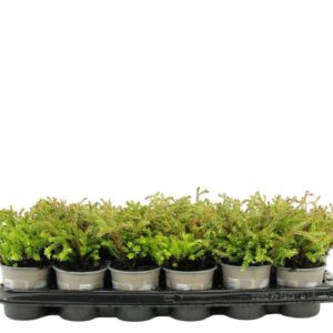 Thuja Golden Tuffet Thuja occidentalis 'Golden Tuffet'
(24 Plants/Order)(9cmP 15cmH)