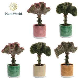 Euphorbia Cristata Euphorbia lactea 'Cristata' mix in Pot Elsa
(6 Plants/Order)(10.5cmP 30cmH)