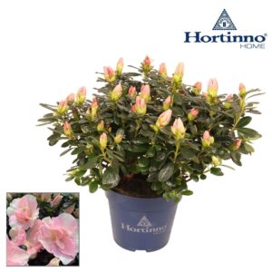 Rhododendron Christine Hortinno® Home 'Cherry Blossom' 25 - 27 cm
(8 Plants/Order)(13cmP 25cmH)
