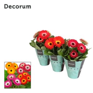 Gerbera Gerbera Twister 3+ bl. 12c potcover Decorum
(6 Plants/Order)(12cmP 20cmH)