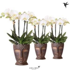 Phalaenopsis white more Ripsen Kolibri Orchids Phalaenopsis Jewel Ghent 4 spike in Totem Mask Pot
(4 Plants/Order)(12cmP 45cmH)
